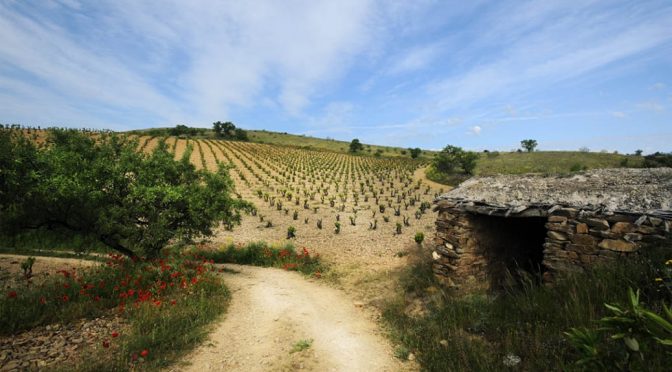Bodegas Morca